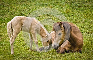 A light brown mare and its newborn  white foal are grooming treasured and providently together