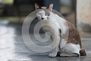 The light brown mixed white cat and black dot on his face sitting down on the ground and look forward with blur background suitabl