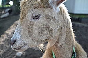 Light brown Nigerian Dwarf goat close up on a farm in Wisconsin