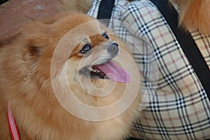 Light brown of Pomeranian\'s head with tongue out.