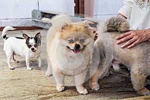 Light brown Pomeranian and white/black Chihuahua with wood surfa