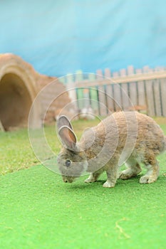 Rabbit standing and smelling on the grass