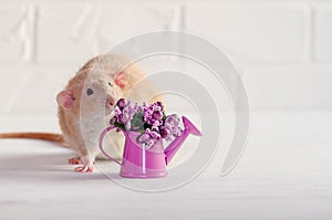 Light brown rat dambo with funny ears sits on white background with purple flowers, concept for spring greeting card