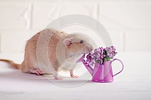 Light brown rat dambo with funny ears sits on white background with watering can, purple flowers, concept for woman day