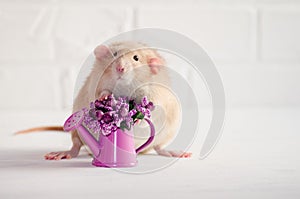 Light brown rat dambo with funny ears sits on white background with watering can, purple flowers, for greeting card