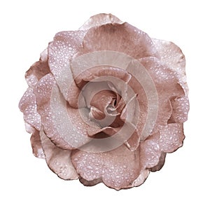 Light brown rose flower on a white isolated background with clipping path no shadows. Rose with drops of water on the petals. C