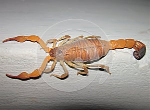 A light brown scorpion climbing a cement wall in the Venezuelan state of Barinas