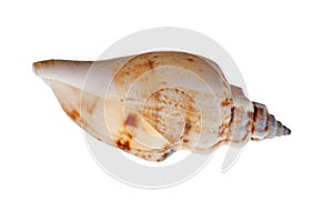 Light brown shellfish on white