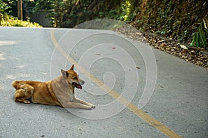 Light brown smiling local dog lying happily on grey asphalt road along green forest mountain