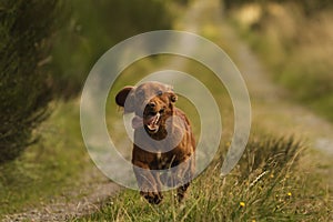Light brown springer spaniel outside in the countryside