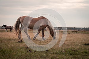 Light brown stallion is grazing in the meadow during the sunset somewhere on Ameland
