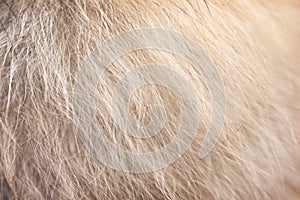 Light brown with white fluffy pomeranian dog fur patterns texture for background