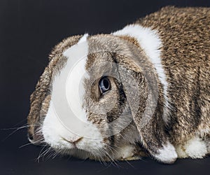 Light Brown and white Rabbit