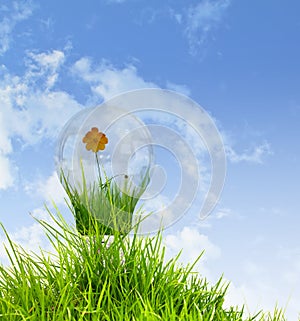 Light bulb with beautiful flower inside