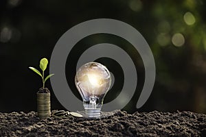 Light bulb with coins beside and young plant on top concept put on the soil in soft green nature background