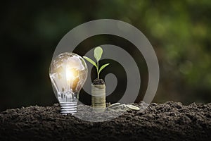 Light bulb with coins beside and young plant on top concept put on the soil in soft green nature background