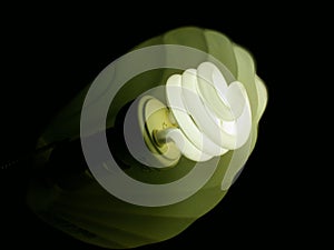 Light Bulb Curly