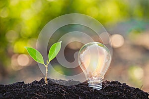 Light bulb,energy sources for renewable,natural energy