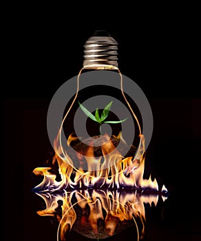 A light bulb with fresh green leaves inside on the fire, isolated on black background
