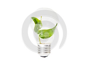 Light Bulb with green leaf inside isolated