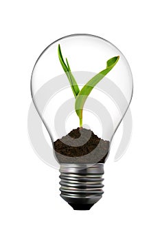 Light bulb with green plant inside