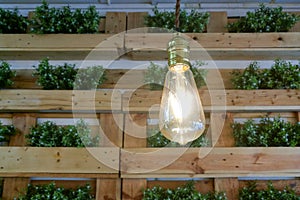 light bulb and green plant interior