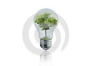 Light bulb with green tree inside isolated on white background