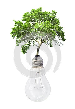 Light bulb with green tree isolated