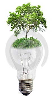 Light bulb with green tree isolated