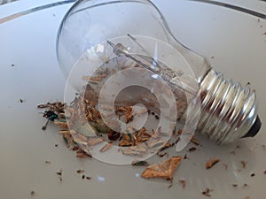 Light bulb and insects