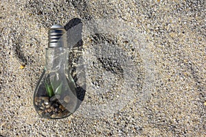A light bulb inside with clumps and greenery lies on the sand.
