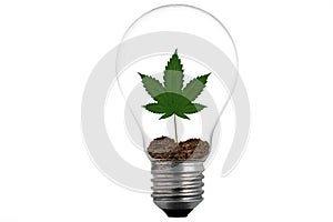 A light bulb and marijuana leaf plant in soil