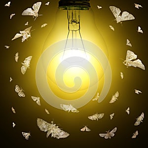 Light bulb and moths