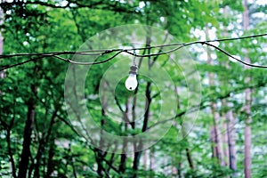 Light bulb in the Nature on the street of Yokohama, Japan. Yokohama is a port city located in a little south of Tokyo.  In summer