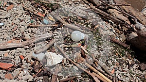 Light bulb and other trash on the river bank