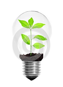 Light bulb with plant