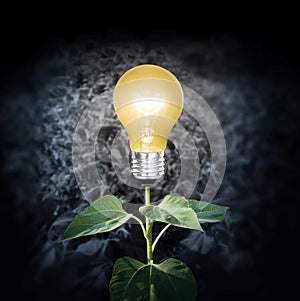 Light bulb with plant as the filament