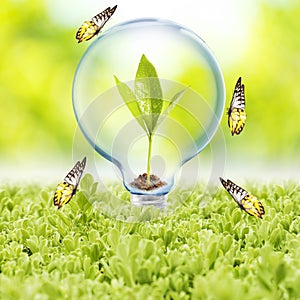 Light Bulb with plant and butterfly