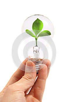 Light bulb with plant inside