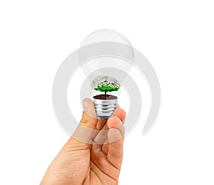 Light bulb with plant inside