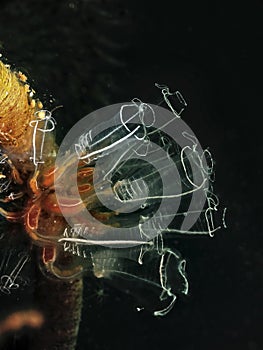 Light-bulb sea squirt