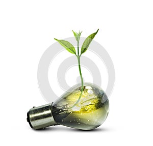 Light bulb with small plant growing inside