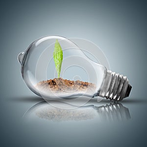 Light Bulb with soil and green plant sprout inside