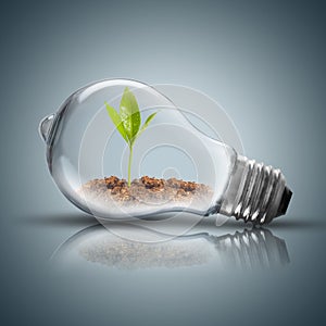 Light Bulb with soil and green plant sprout inside and butterfly