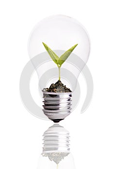 Light Bulb with soil and seed in light bulb
