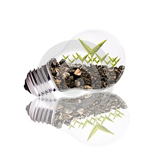 Light Bulb with soil and seed in light bulb over white background