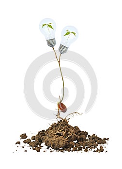 light bulb on the tree and root isolated PNG