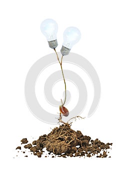 light bulb on the tree and root isolated Premium PSD
