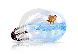 Light bulb with water and fish inside