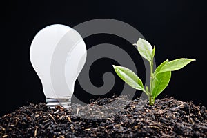 Light Bulb and Young Plant